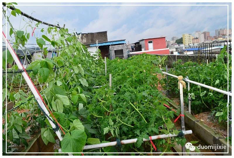 聽(tīng)說(shuō)了嗎，多米居然開(kāi)始搞副業(yè)了？